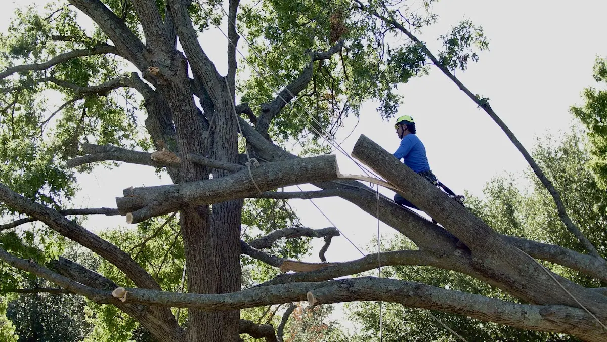 Professional Crown Thinning performed by certified arborists in Bondsville