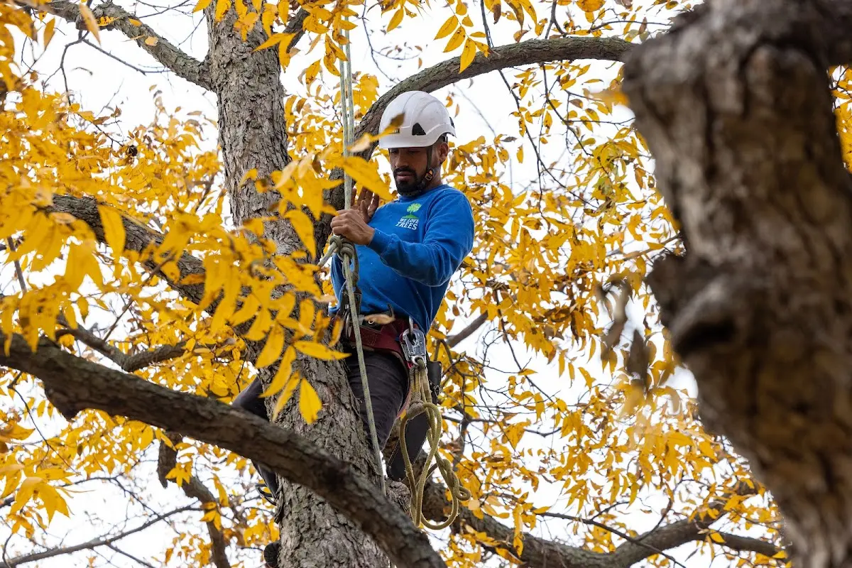 Skilled Tree Planing crew working in Bondsville